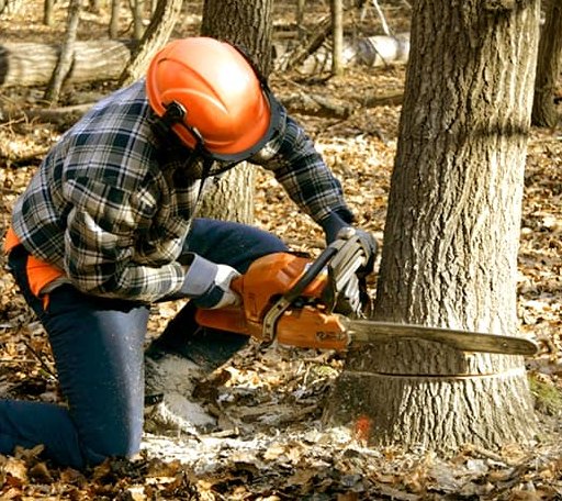 Tree Removal in Alamo, TX